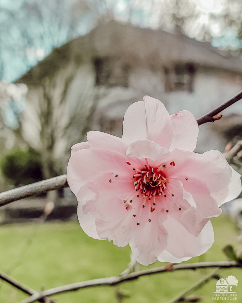 Plum tree blossoms brighten our farm at springtime