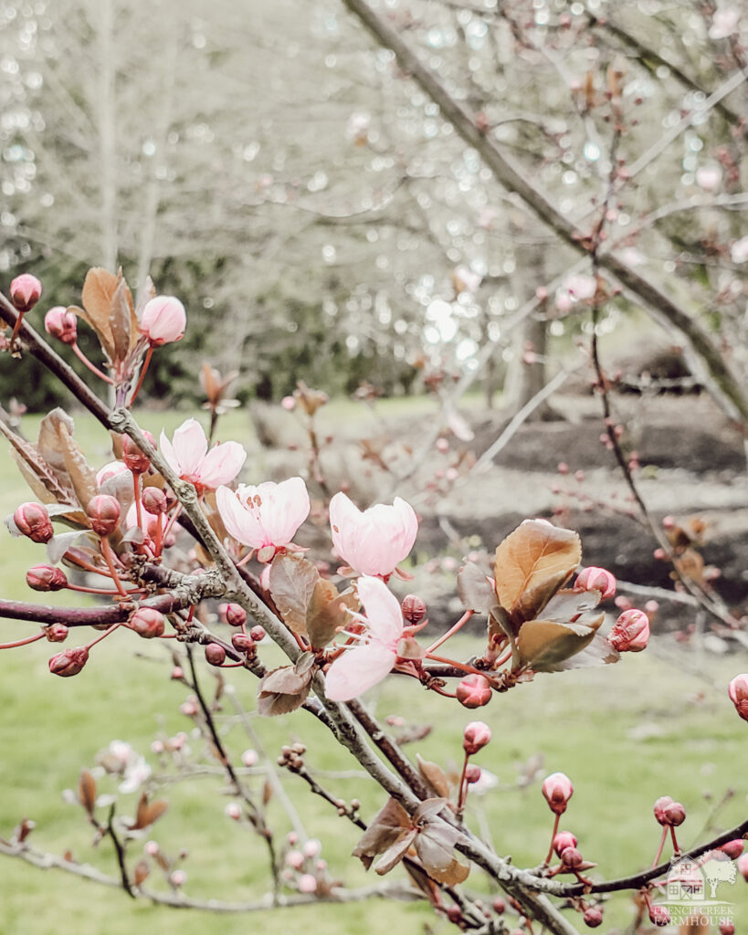 Blossoming plum trees bring so much happiness to our farm at springtime