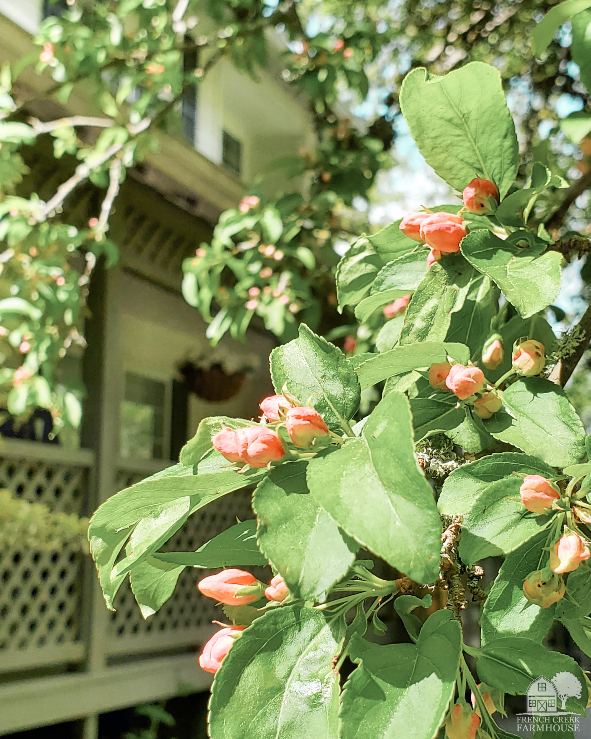 Crabapple buds are about to explode with colorful blooms