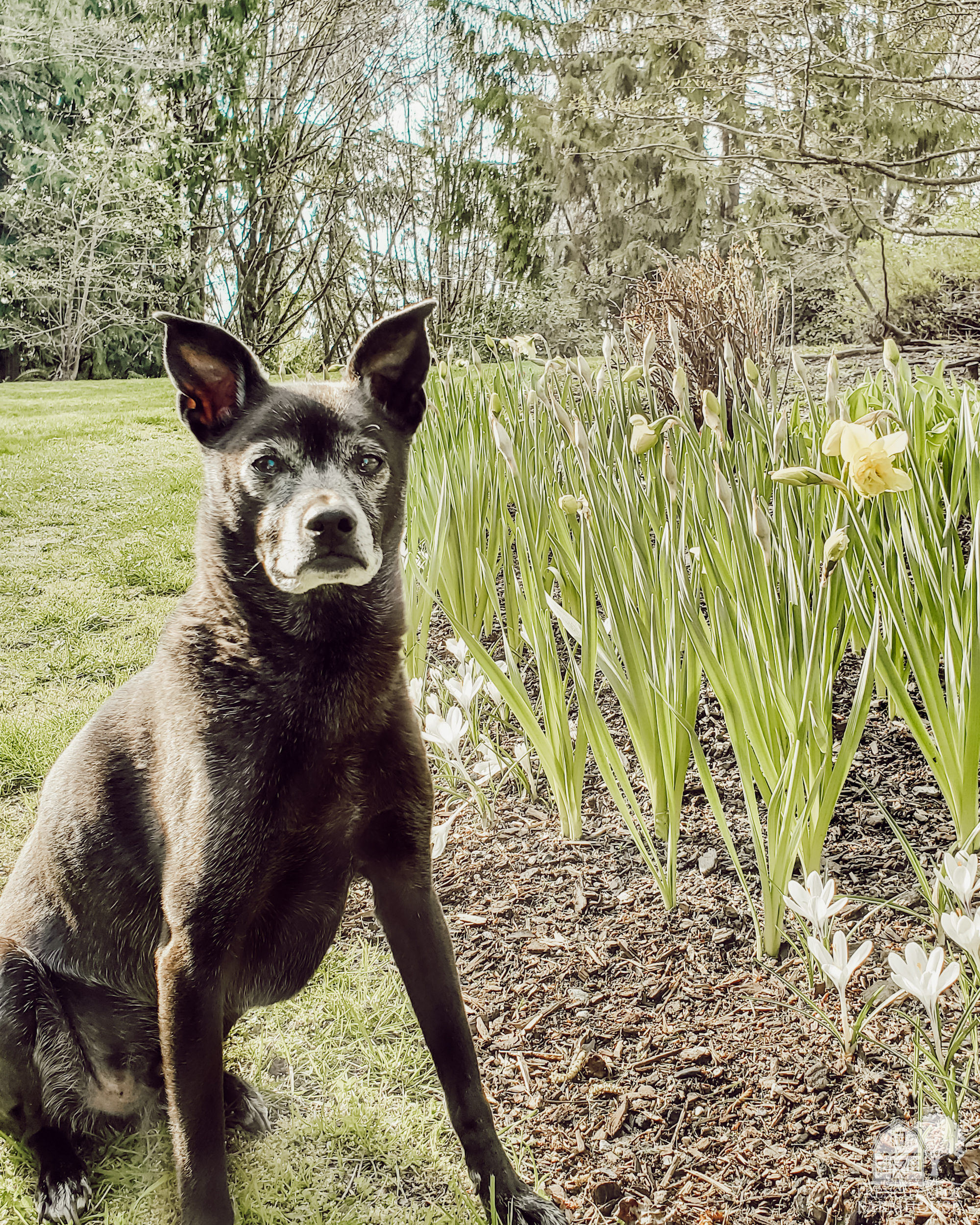 Aspen stands guard over the daffodils and crocus