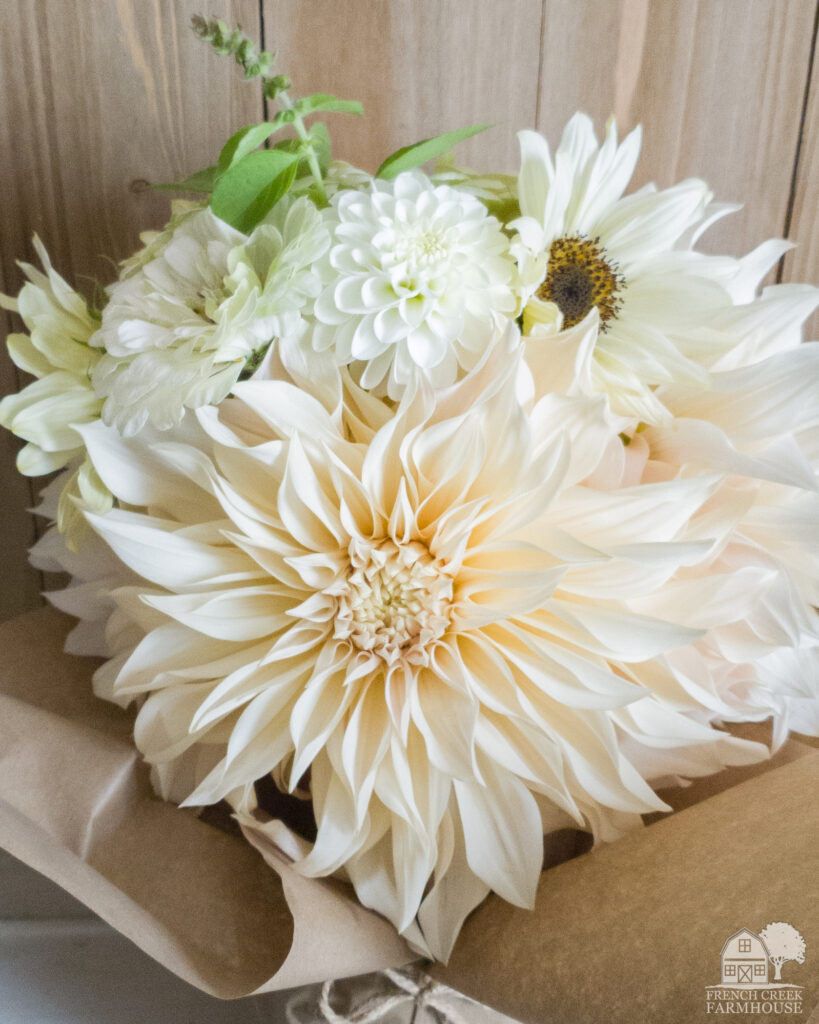Cafe Au Lait is truly the queen of the dahlias!