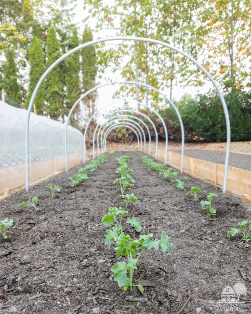 Kale seedlings planted in raised beds