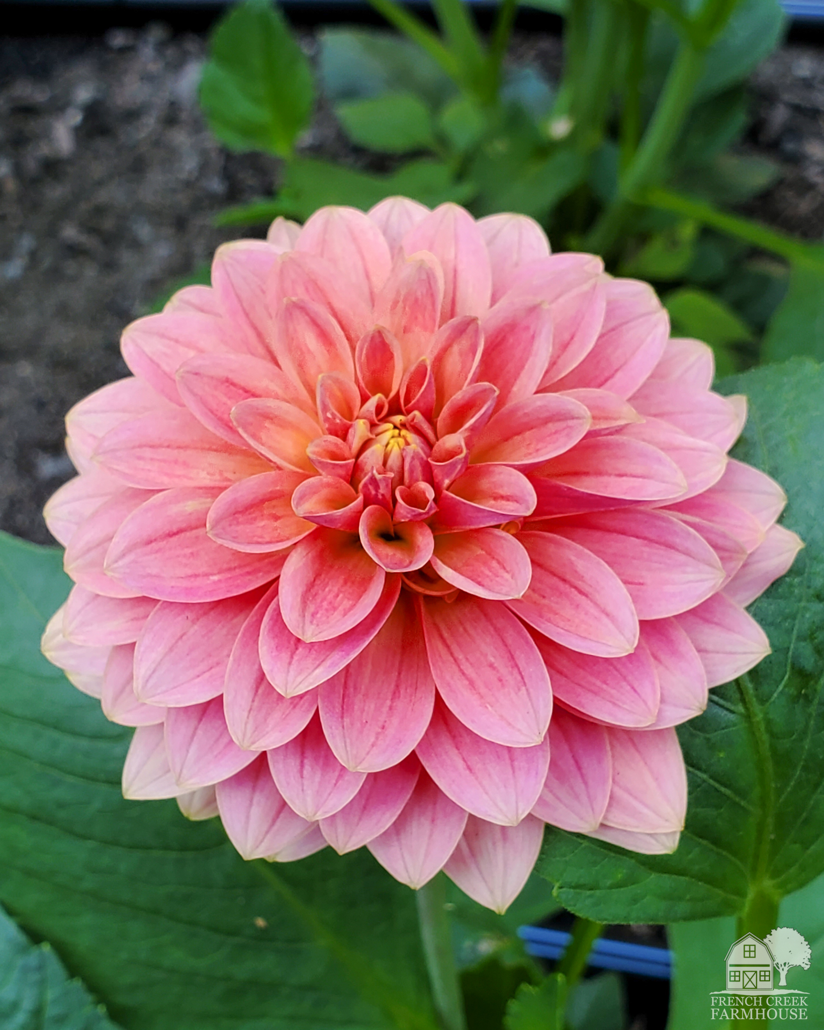 Dahlias are easy to grow by three different methods. Learn them all.