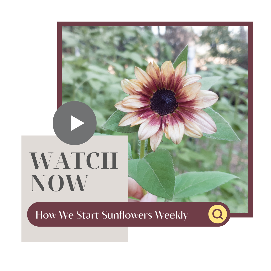 How We Start Sunflowers Weekly 