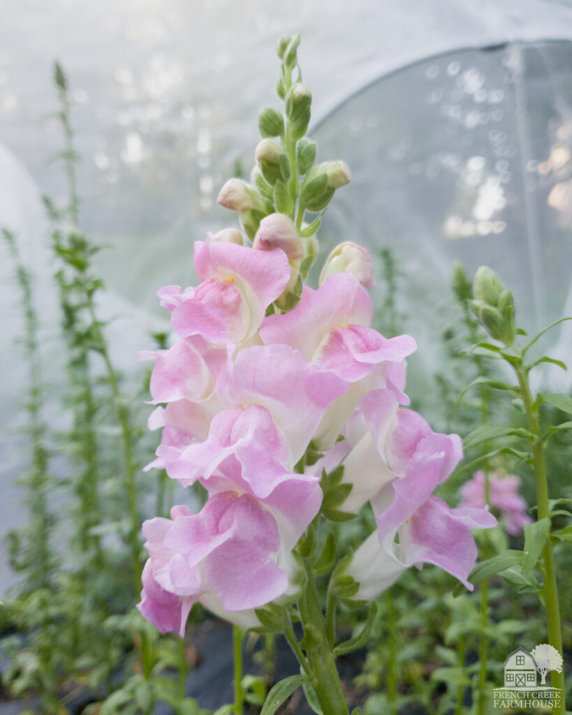 We plant snapdragons in the fall to overwinter for the next year