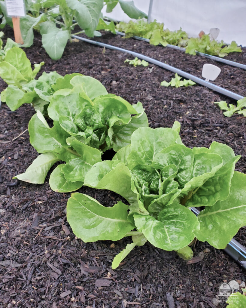 Despite their tender leaves, lettuce enjoys cold temperatures which make it ideal for the winter vegetable garden