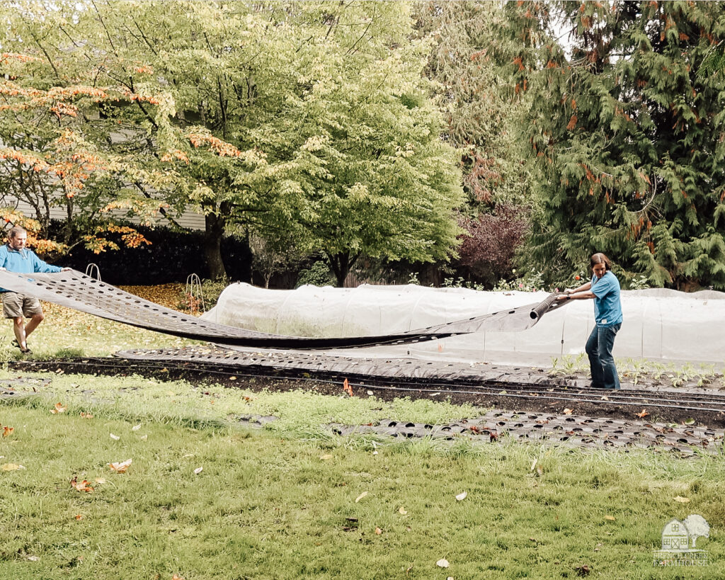 Flower farming with landscape fabric