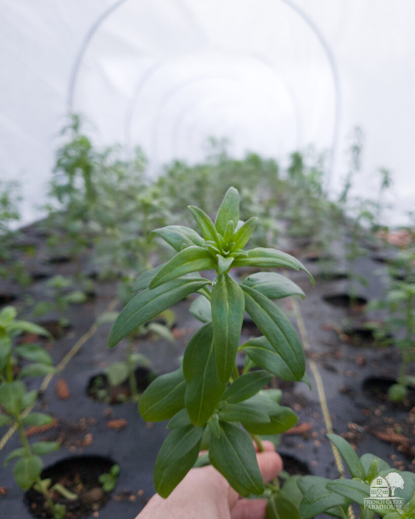 Using landscape fabric inside low tunnels