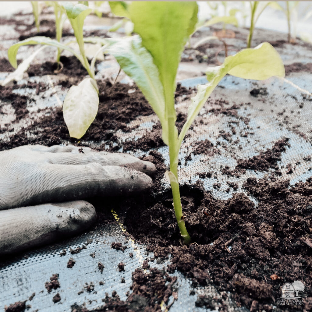 Transplanting into DeWitt Sunbelt plastic mulch