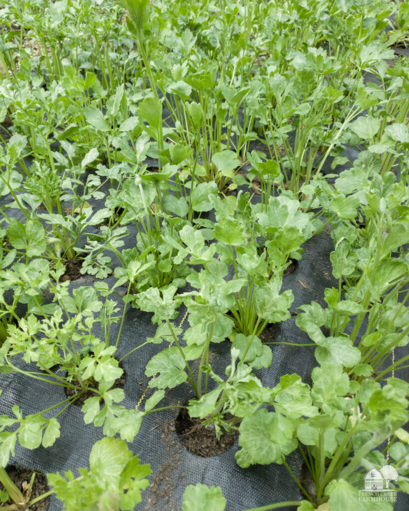 Growing ranunculus in landscape fabric