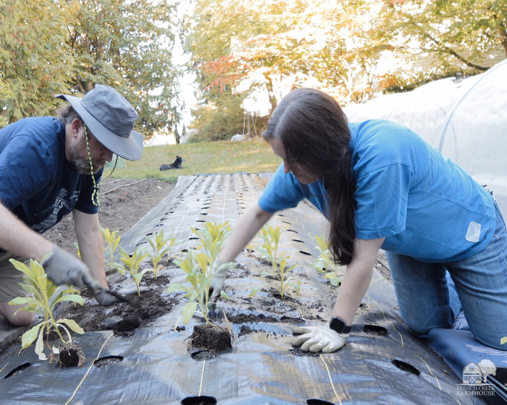 Transplanting seedlings into DeWitt Sunbelt landscape fabric