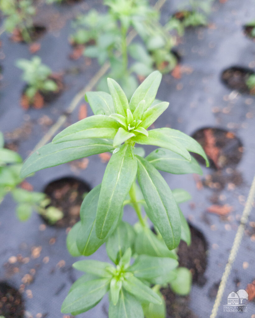 Growing flowers in landscape fabric