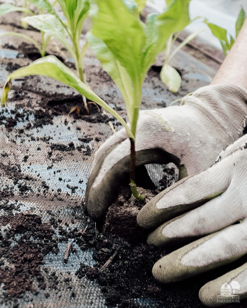 Seedlings planted into landscape fabric