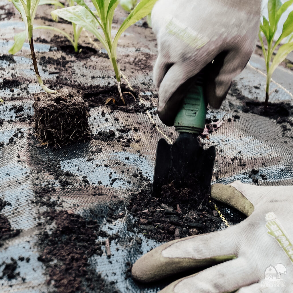 How to transplant seedlings in plastic mulch