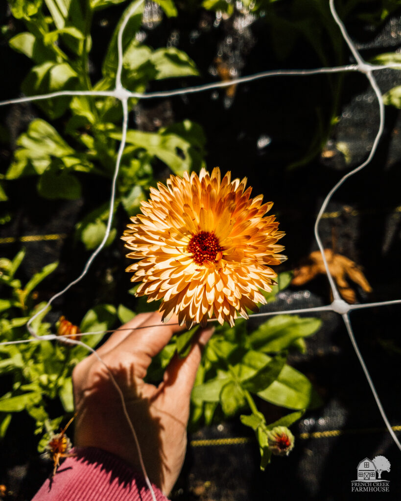 Calendula growing on a flower farm